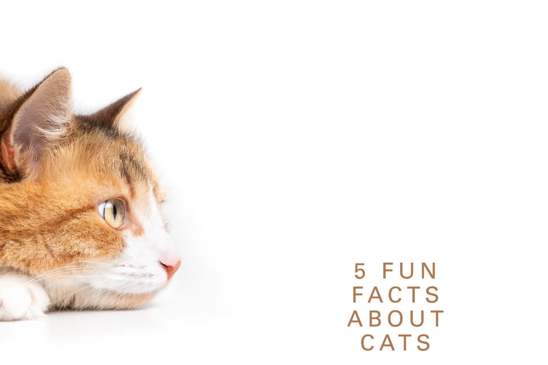 Crazy facts 2024 about cats