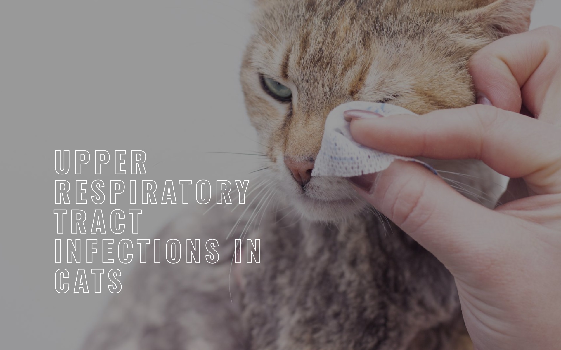 Upper Respiratory Tract Infections In Cats Causes Clinical Signs Management And Prevention 9670