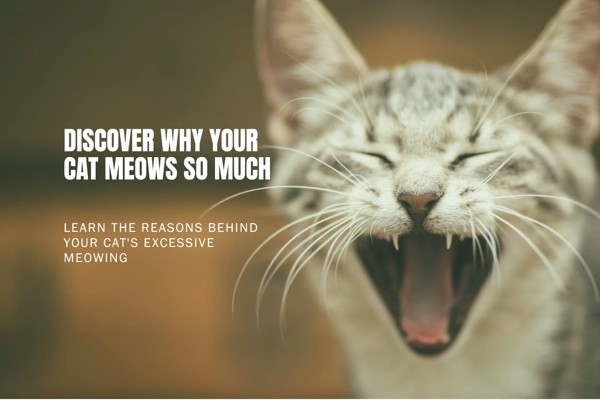 🐱 Why Is My Cat Meowing So Much? 🐱 - bdvets