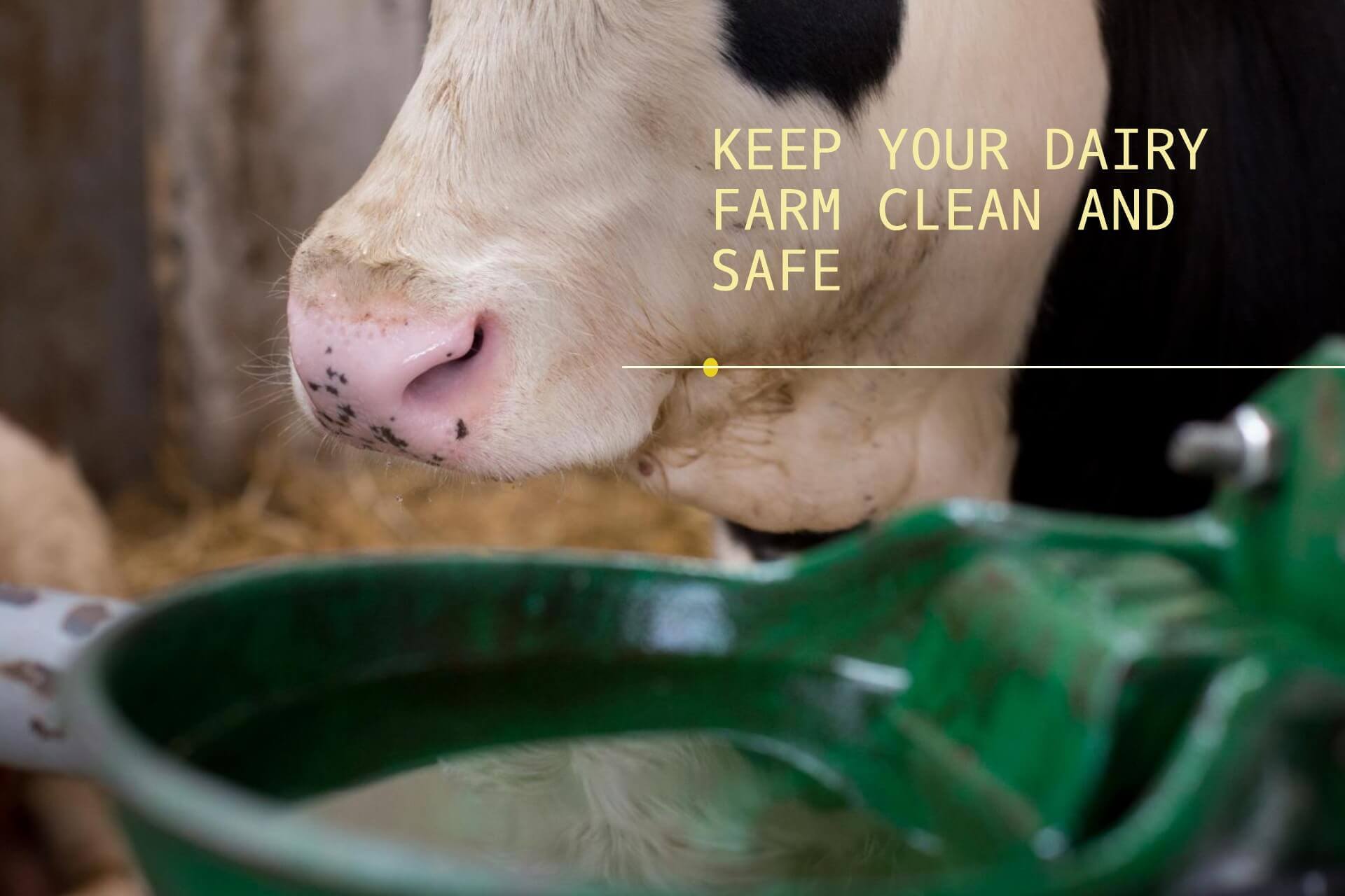 Cleaning and Disinfecting on Dairy Farms: A Veterinary Guide