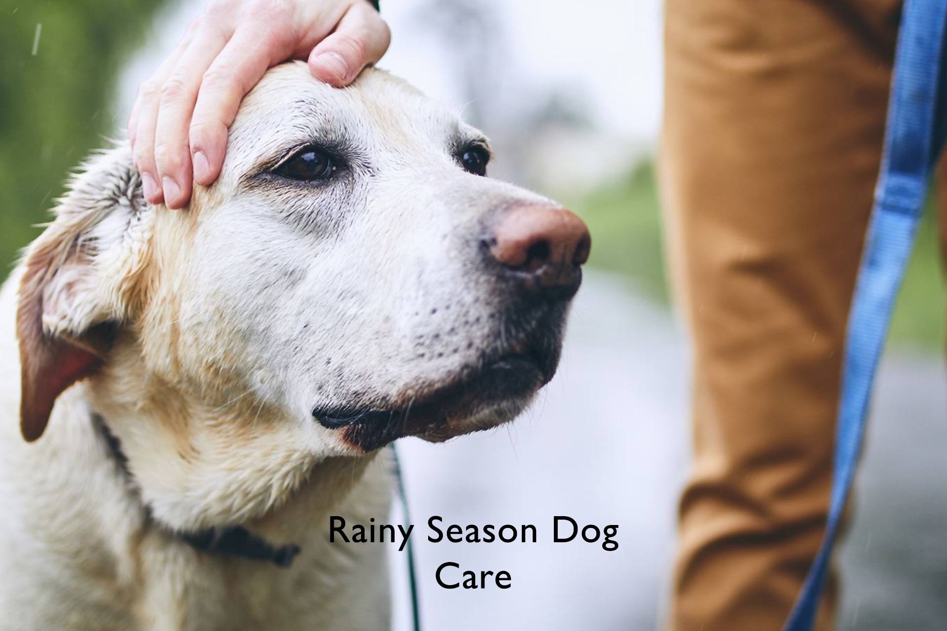 Rainy Season Dog Care